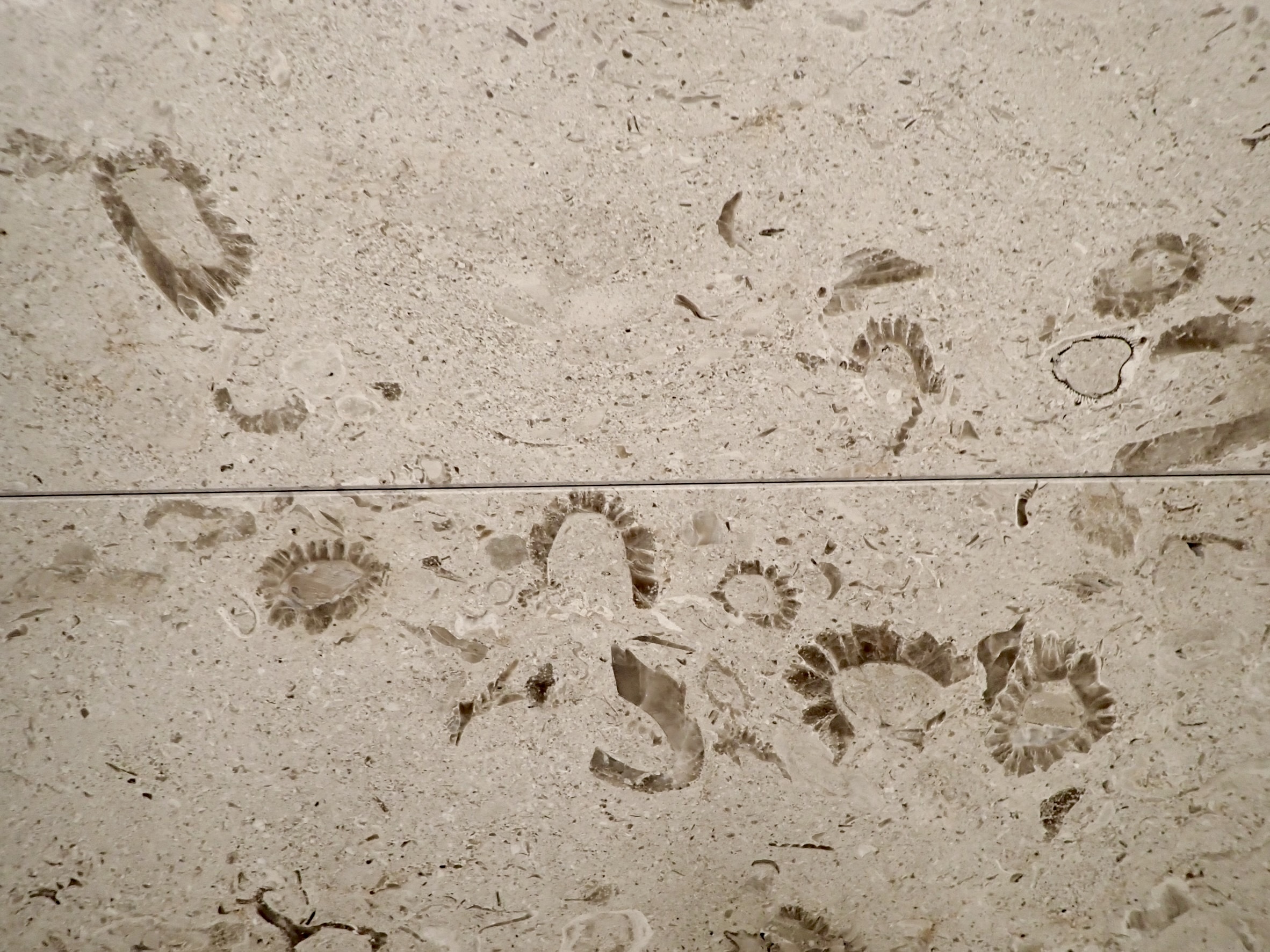 都市で見られる化石【名古屋編その7】ミッドランドスクエア3階 | 美濃地学